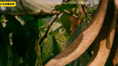植物***奇妙办法：弹射、飞行、伪装等助孩子四海为家 .植物妈妈有办法
