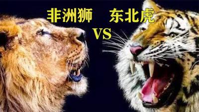 为什么有人认为老虎打不过狮子？非洲狮大战东北虎，究竟谁会赢？-原创解说文案
