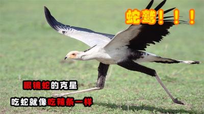 眼镜蛇的克星蛇鹫！吃蛇就像吃零食一样，看它如何高智商猎蛇-原创解说文案