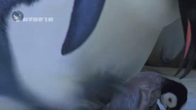 帝企鹅宝宝雪宝的成长逆袭：极寒求生、天敌周旋与独立之旅 .阿德利企鹅