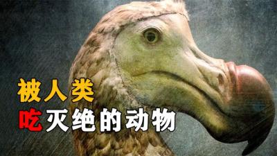 盘点被人类吃灭绝的动物，从50亿到1只不剩，仅用了百年时间-原创解说文案