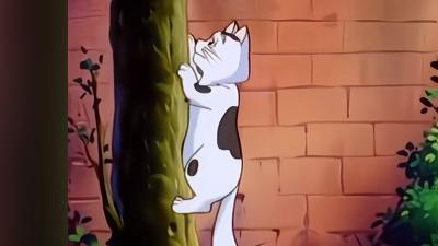 临盆母猫遭弃寻地产子，小猫小贝被带走后历经波折险象环生 .小贝流浪记