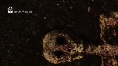 人在死亡后身体的奇妙变化：尸冷、尸斑、尸僵、腐败等全程揭秘 .人体器官解密