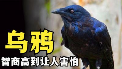 乌鸦背负着“凶兆之鸟”的污名，没想到智商高得可怕！-原创解说文案