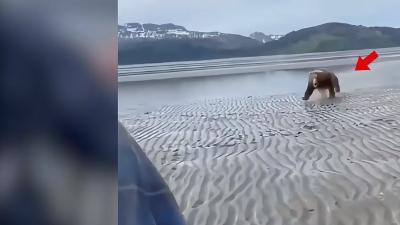 被熊追如何自救？打不过跑不了，学摄影师这招或能避险 .遇到熊如何自救