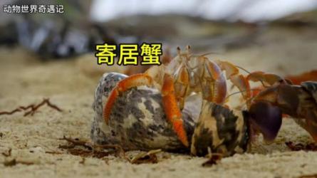 儿童科普启蒙双语百科《小探险家》-课程-网盘资源分享