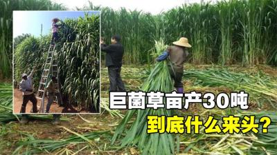比人高的草见过吗？巨菌草高7米亩产30吨，价值是玉米的10倍-原创解说文案