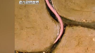 穿山甲攻陷白蚁巢穴后，马塔贝勒蚁发起灭族之战，救治伤蚁保存战力 .马塔贝勒蚁vs行军蚁