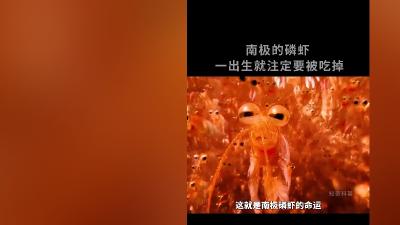 南极磷虾命运多舛捕捞不易，我国后来居上，其用途广还有实惠产品 .南极磷虾为什么禁止食用