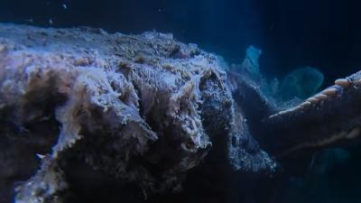 三十吨抹香鲸尸体沉海，众生物赴宴，演绎“一鲸落万物生”传奇 .一鲸落万物生