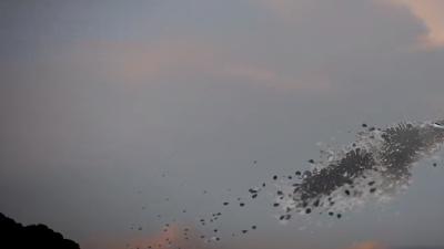 美国投放食人蝇原因揭秘：从灭虫到防入侵，能否借鉴灭蚊？ .巴拿马