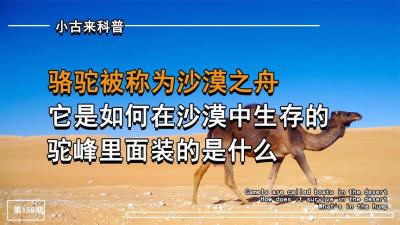 骆驼有沙漠之舟的美称，它在沙漠中如何生存的，驼峰里装的是什么-原创解说文案