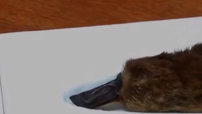 生物界奇葩鸭嘴兽：器官独特、归类艰难、带毒且性别复杂 .鸭嘴兽