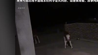 小姨赶集遇大马猴讨封，被报复险丧命，妖物讨封传说真可怕 .牛走猫步