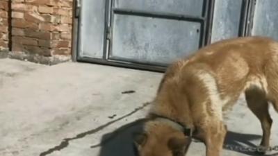 中华田园犬常被贱养，实际勇猛优秀，外国人却愿高价购买 .中华田园犬在国外卖多少钱