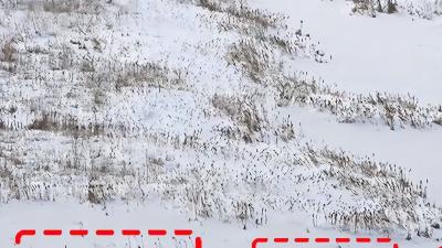 狼群站位四个梯队分工揭秘：老狼、精锐、母幼狼与狼老大职责.狼王怎么选出来的