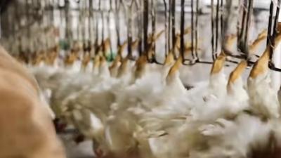 速成鸡：短暂一生受尽折磨，从养殖场到餐桌的残酷历程 .速成鸡