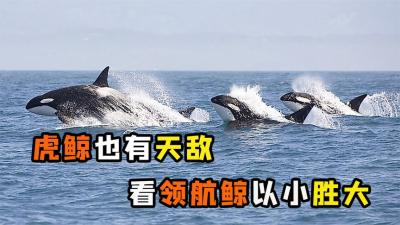 “大白鲨克星”虎鲸，看见体型比自己小的领头鲸，为什么要逃跑？-原创解说文案