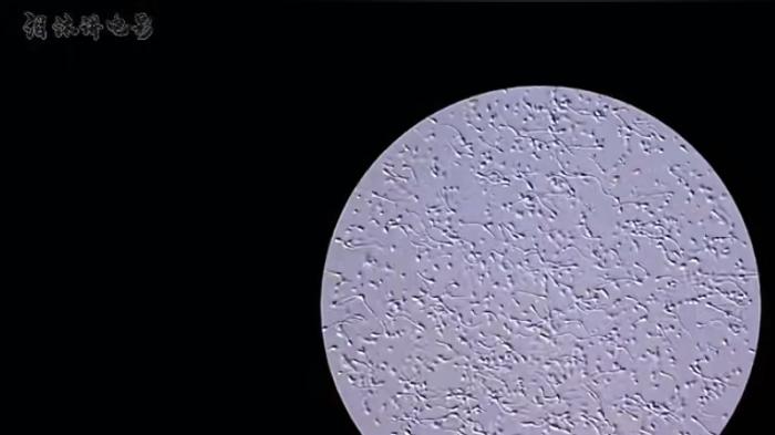 男人被撞后小蝌蚪变异，宝宝接连诞生，竟是一场白日梦 .变相怪杰2-[原创首发]-吾爱文案网