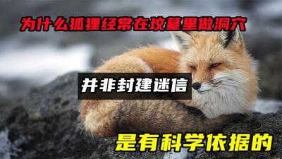 为什么狐狸经常在坟墓里做洞穴？并非封建迷信，是有科学依据的-原创解说文案