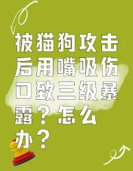 被猫狗攻击后用嘴吸伤口致三级暴露？怎么办？