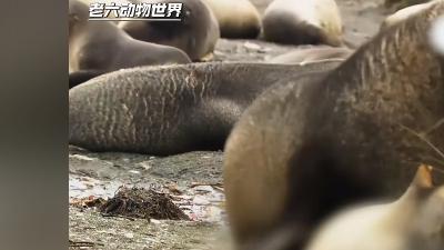 肾王之王海狗疯狂交配，为传宗接代历经残酷竞争与挑战 .海狗的社交行为