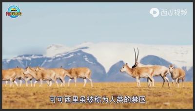 可可西里无人区有多恐怖？人类禁区，里面藏有哪些可怕生物？-原创解说文案
