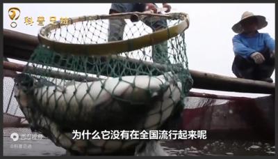 入侵我国水域的罗非鱼，美国人大快朵颐，为何中国吃货解决不了？-原创解说文案
