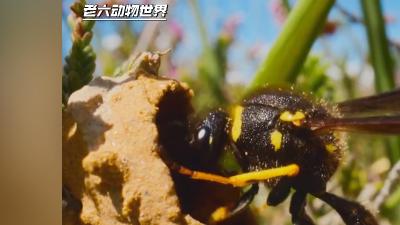 单亲蜾蠃妈妈生命将尽仍拼尽全力为未出世孩子筑巢备食后离世  《全文完》  .蜾蠃幼虫怎么从巢穴里出来