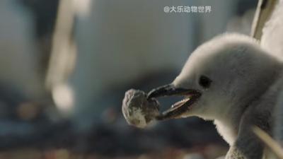 小企鹅觅食不易 企鹅夫妻分工守护 离别相聚尽显生命悲欢 .企鹅为什么不离开南极