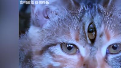 民间猫能镇宅辟邪传言下，高中时我遇猫救我驱鬼及后续诡异之事 .猫看家狗护院
