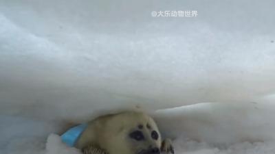 小海豹险象环生，妈妈巧用泡泡气穴助其游向贝加尔湖安全地带 .海豹幼崽