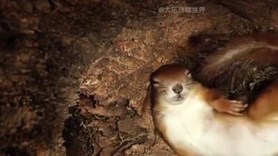 松鼠生宝宝全过程：历经艰辛诞崽，独自抚养幼崽成长 .松鼠爸爸