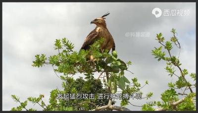 老鹰都害怕的鸟中平头哥，只有麻雀大小的必胜鸟，有何制鹰绝技？-原创解说文案