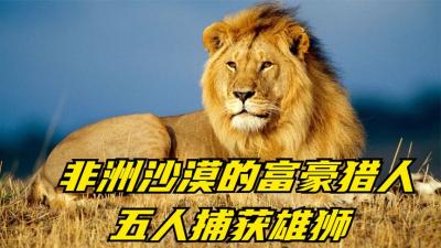 非洲沙漠的开挂猎人，5人围猎雄狮追上树，再一枪射下抬回家-原创解说文案