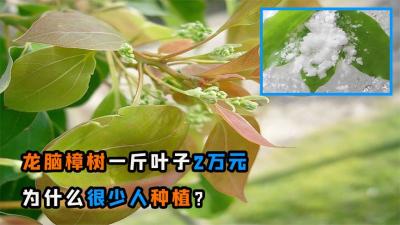 “植物黄金”龙脑樟树，一斤树叶价值2万，为什么很少人种植？-原创解说文案