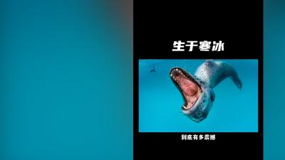 《生于寒冰》：保罗尼克伦极地冒险，用摄影集呼吁保护地球动物 .保罗尼克伦