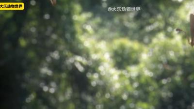 龙脑香树、翅葫芦等植物奇妙播种，种子踏上成长繁衍之旅 .龙脑香树