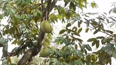 榴莲价格昂贵的原因：生长周期、采摘危险、种植区域与供需影响 .种榴莲全过程