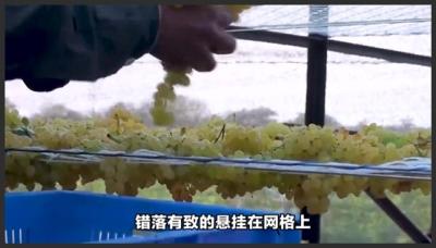吃葡萄干之前要不要清洗？看完它的制作过程你就知道了纪录片制作过程纪录片充电计划科普葡萄干-原创解说文案