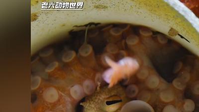 海洋中雌性苍白蛸艰难求偶产卵，守护幼崽后长眠，开启生命传承    .红魔鬼鱼
