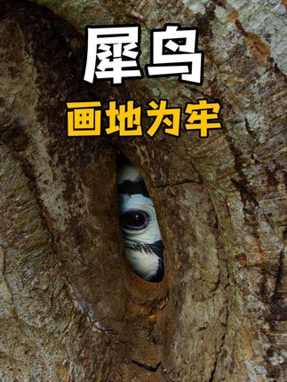 《奇趣自然：雌性犀鸟为育雏囚于树洞半年，见证忠贞爱情》