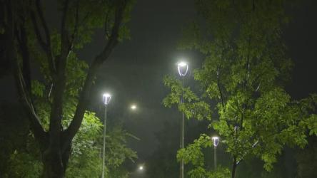 夜间公园，有灯光和树木更多 More:街灯照亮了宁静的夜景，郁郁葱葱的绿树投下了柔和的阴影。柔和的光线在昏暗的环境中营造出一种平静、祥和的氛围，突显了树枝轮廓的美丽。