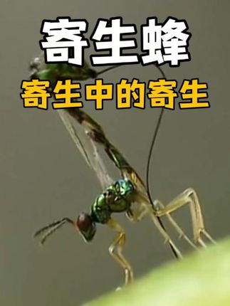 探秘无花果与榕小蜂：生命交织下的神奇寄生繁衍与授粉循环