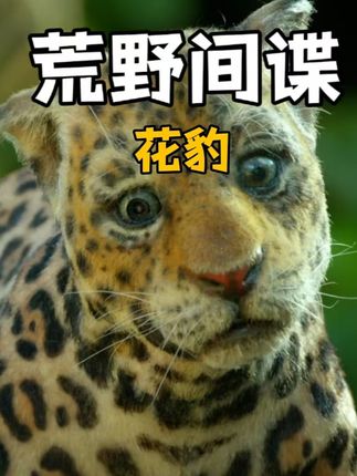 荒野间谍：机械间谍揭秘动物鲜为人知的迷惑行为与有趣故事