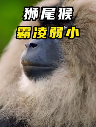 心机狮尾猴胁迫巨松鼠找菠萝蜜，尽显灵长类霸凌“专长”