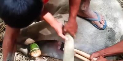 动物世界之奇妙趣事：宫爆牛蛋、水母“物理超度”及意外遭遇 .水母物理超度原理