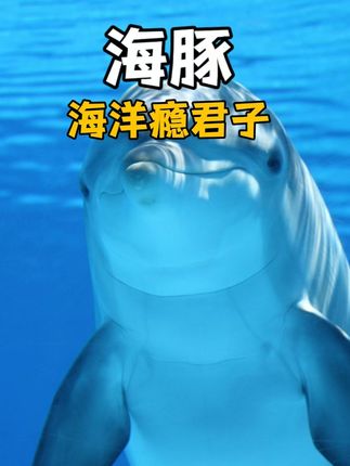 惊！海洋“瘾君子”海豚竟把带毒河豚当球玩还“吸食”成瘾