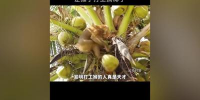 天才发明“天选打工猴”高效摘椰青，NFC椰子水实惠快来囤货   .打工猴