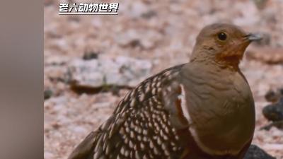沙漠中沙鸡爸爸为给孩子取水，每天历经生死、躲避众敌艰辛求生 .沙鸡